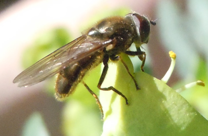 Syrphidae: Cheilosia sp.?    S !